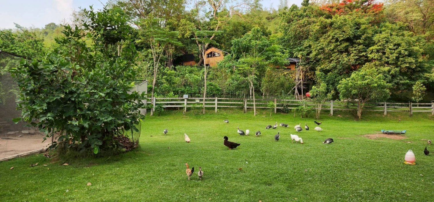 ขายบ้านสวน 3 ไร่ พื้นที่ติดเขา ชะอม เเก่งคอย สระบุรี ภาพประกอบที่ 13