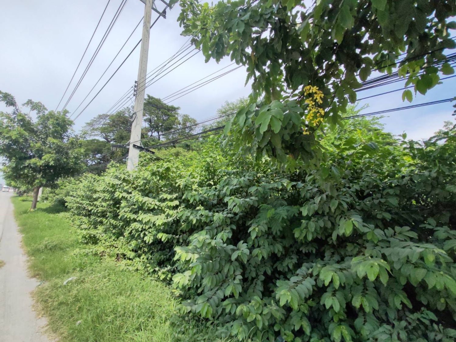 สะสมที่ดินทำเลเด่น! แปลงสวย 100 ตร.วา ติดถนนมาลัยแมน ใกล้แยกวังขอน ภาพประกอบที่ 4